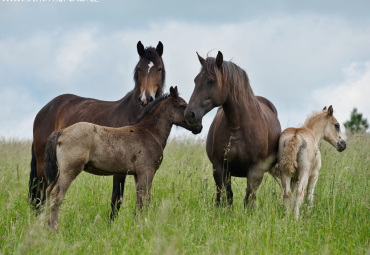 Výkonnostní zkoušky klisen 21.6.2025